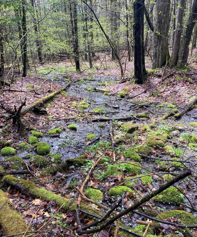 Forest seepage