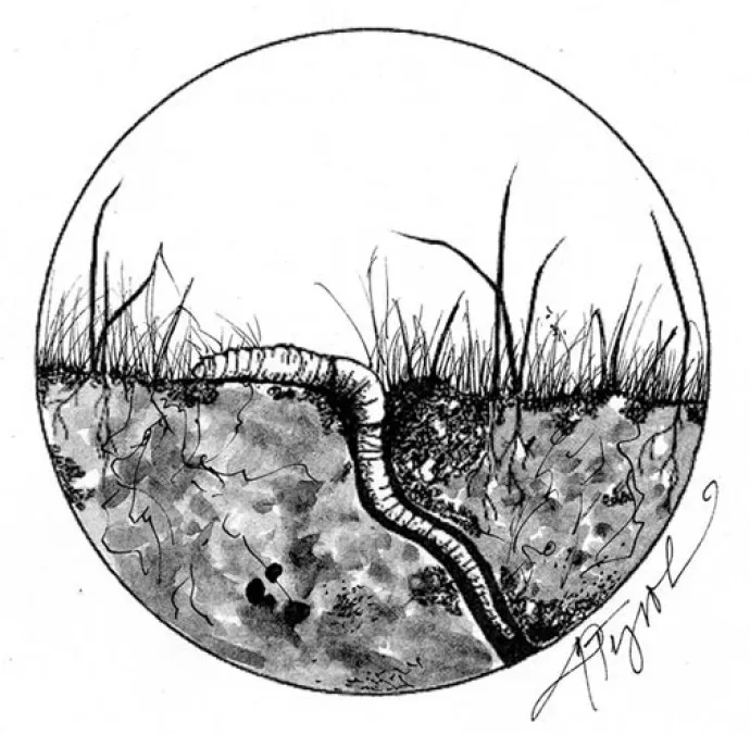 earthwormpix_popup800_crop.jpg