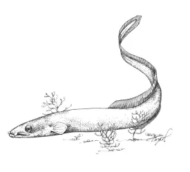 eel.jpg thumbnail