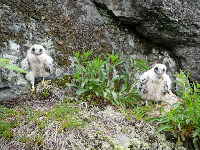 Falcon chicks