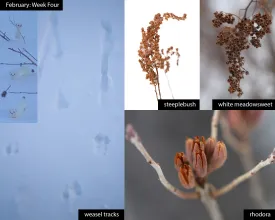 february_week_4_25_rep.jpg thumbnail