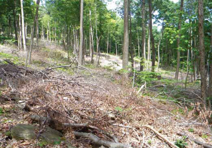 fern4.jpg