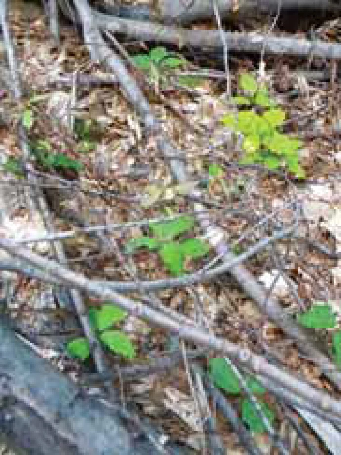 fern5.jpg