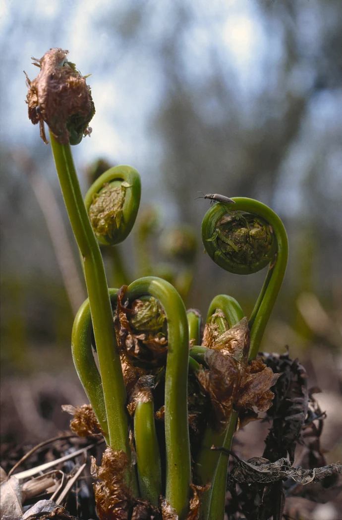 Fiddlehead ferns