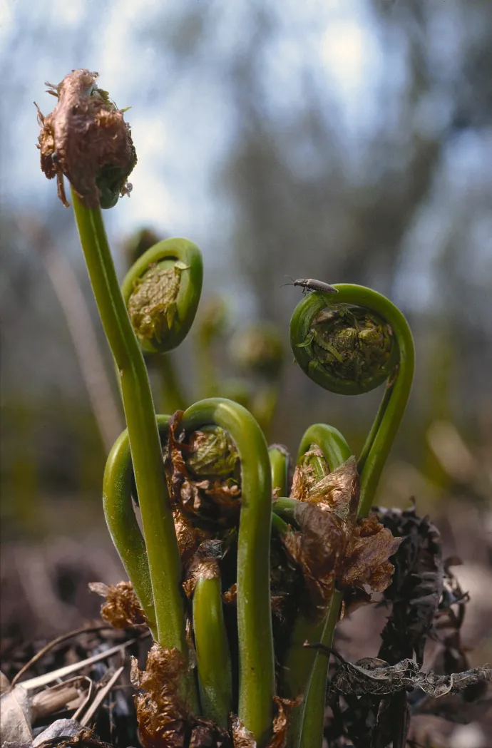 Fiddlehead ferns