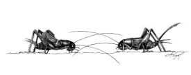 field_crickets_web.jpg thumbnail