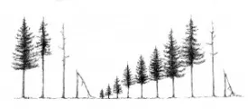 fir_wave.jpg thumbnail