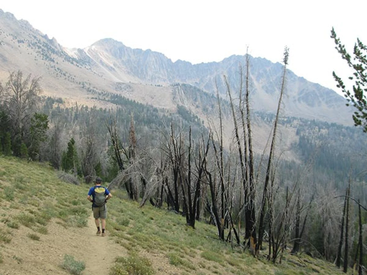 fire_western_forests3.jpg