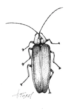 firefly.jpg thumbnail