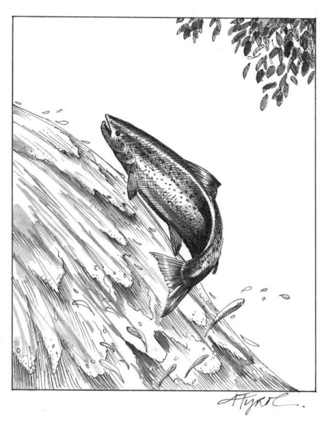 fish.jpg
