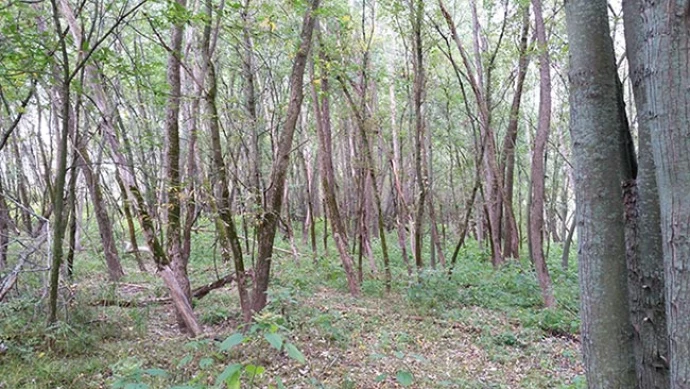 floodplain_4.jpg