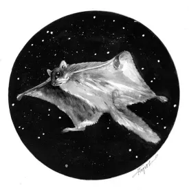 flyingsquirrelpix.jpg thumbnail