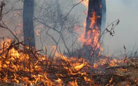 forest_fire_fewer.jpg thumbnail