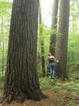 forest_hotti400.jpg thumbnail