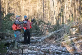 Forester tapper thumbnail