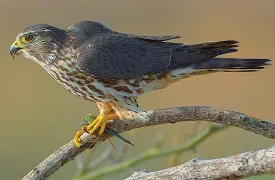 fusion_foods.jpg thumbnail