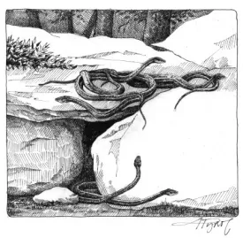 garter_snakes.jpg thumbnail