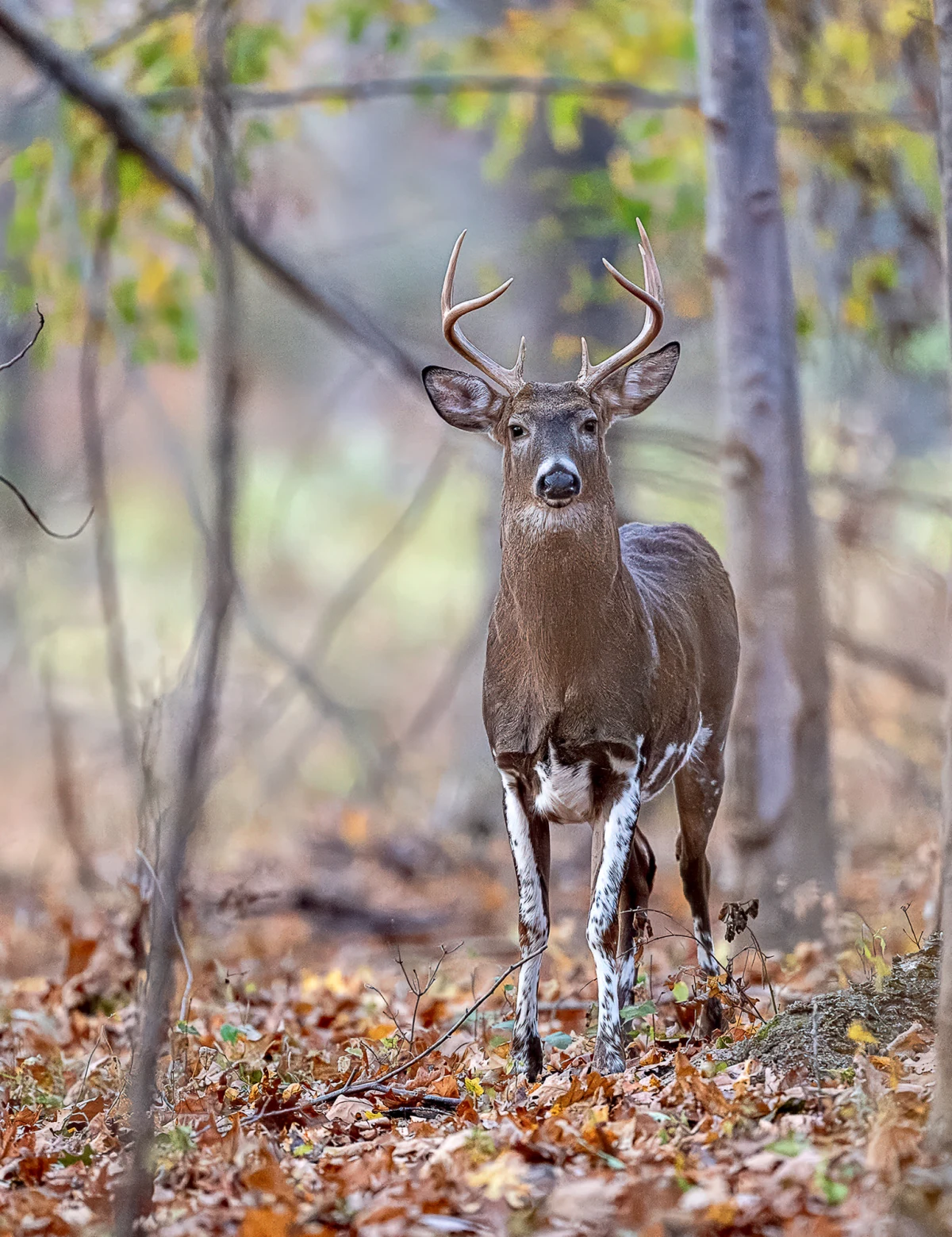 Piebald deer