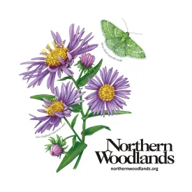 Moth aster sticker thumbnail