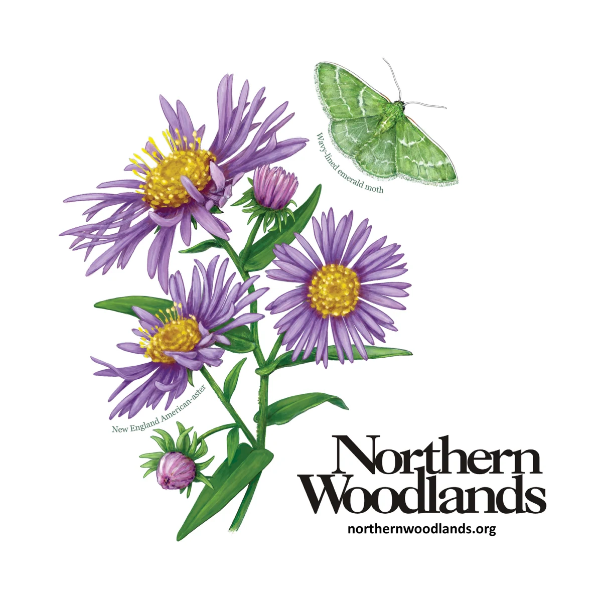 Moth aster sticker