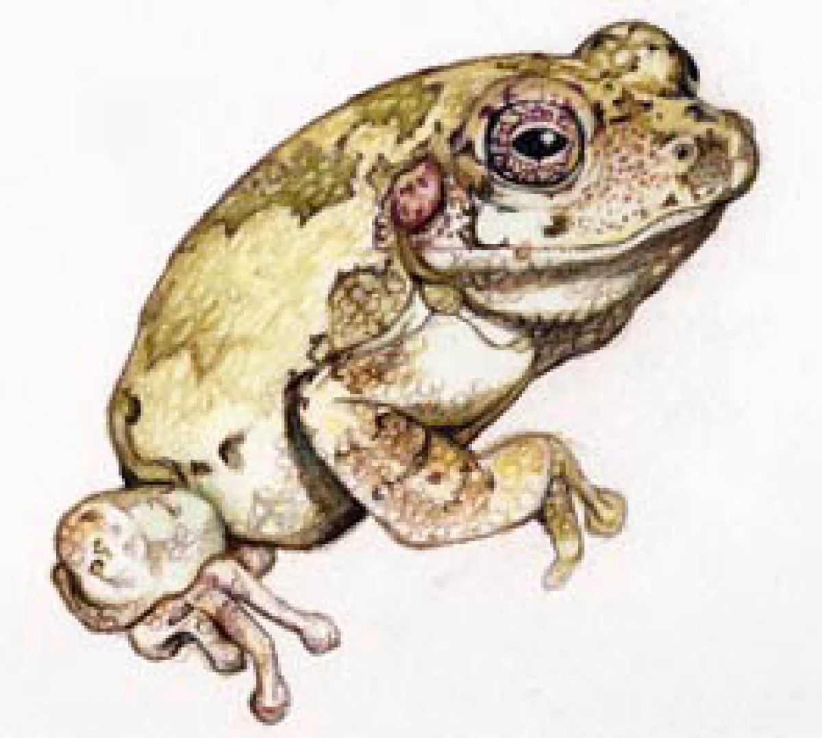 graytree_frog_web-7.jpg