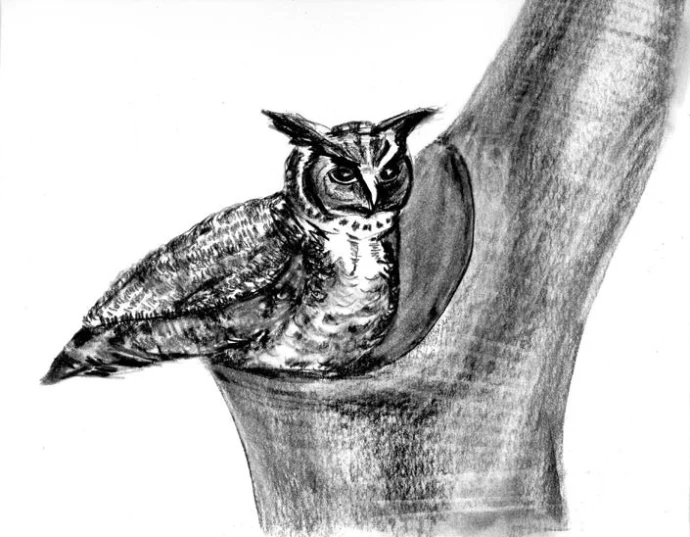 great_horned_owl_web.jpg