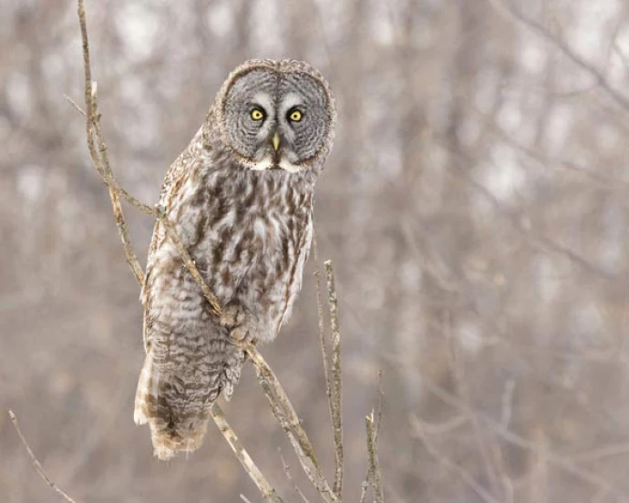 great_owl.jpg