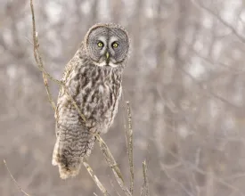 great_owl.jpg thumbnail