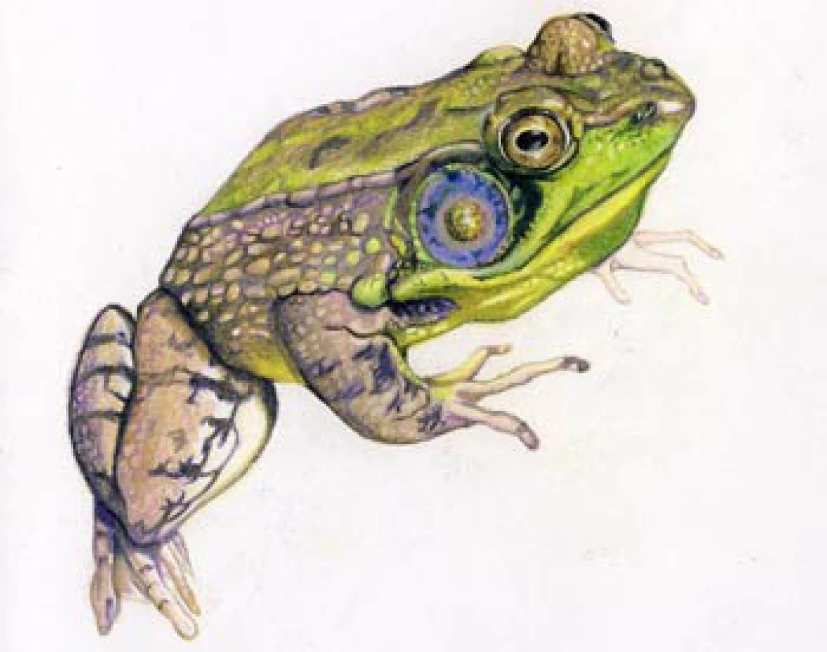 green_frog_web-8.jpg
