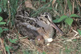 grouse.jpg thumbnail