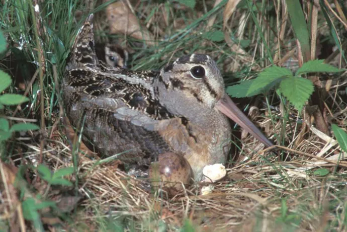 grouse.jpg