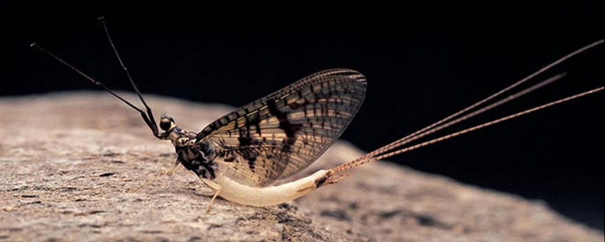 hatch4.jpg
