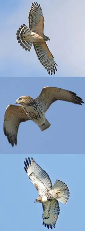 hawks2.jpg thumbnail