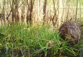 header_muskrat2.jpg thumbnail