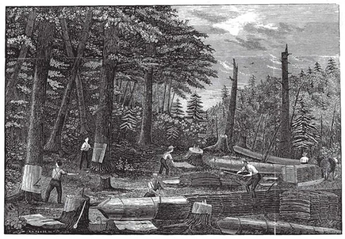 hemlock1.jpg
