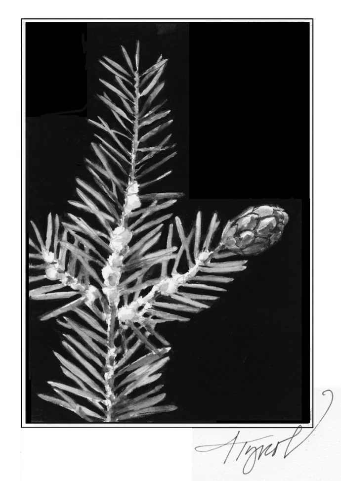 hemlock_woolly_adelgid800_1.jpg