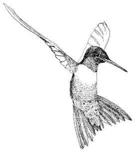hummingbird.jpg thumbnail