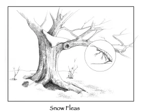 insectsinwinterpix.jpg thumbnail