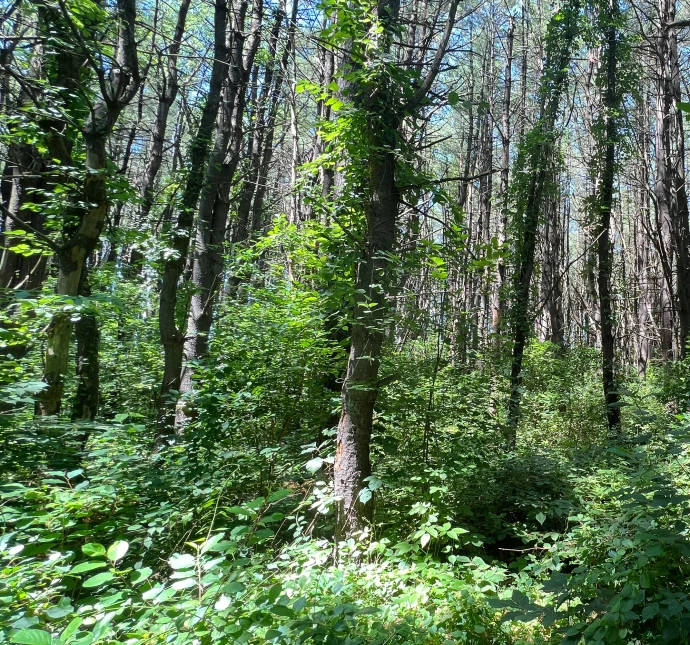 Invasive buckthorn