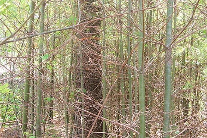 irwin_forest_mgt6.jpg