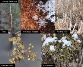 January nature thumbnail
