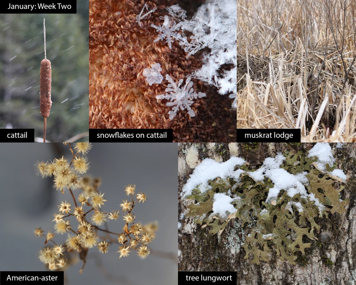 January nature