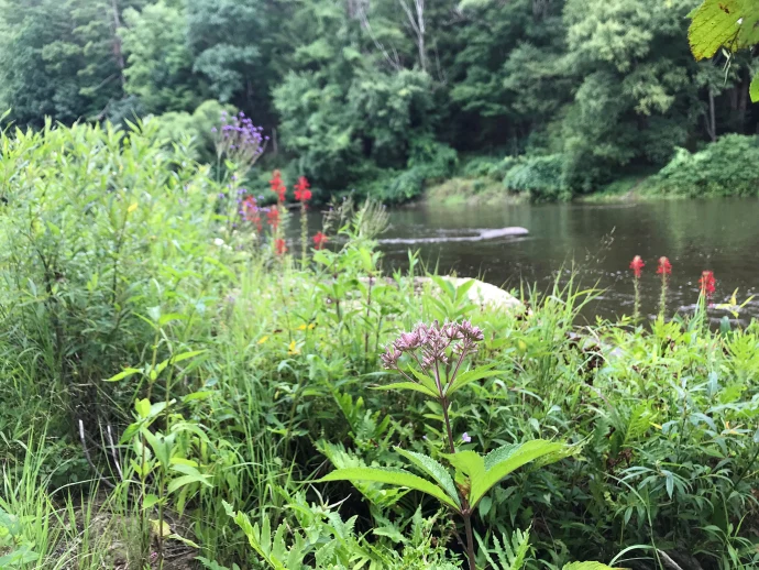 Clarion river