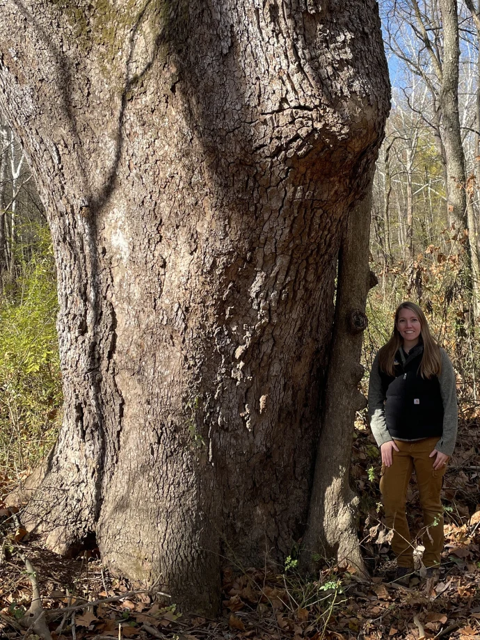 Sycamore