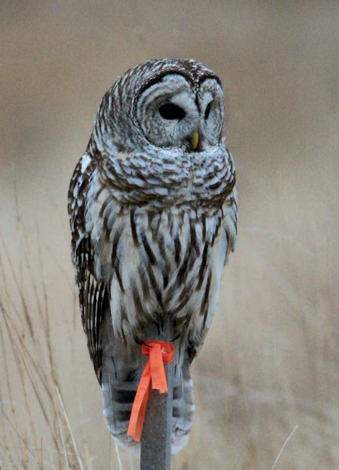 Owl