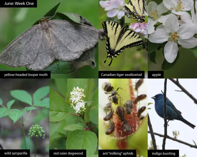 June nature