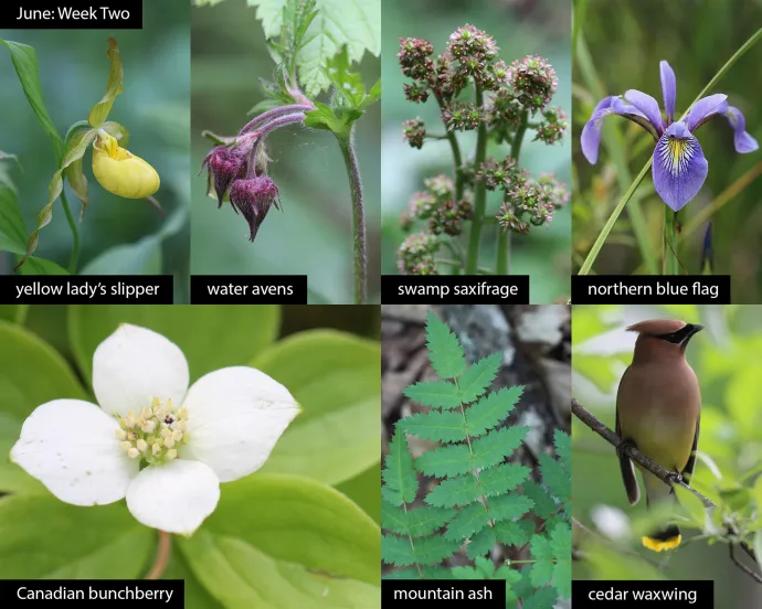 June nature