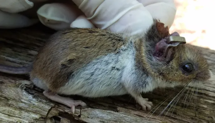 Mouse with Ticks