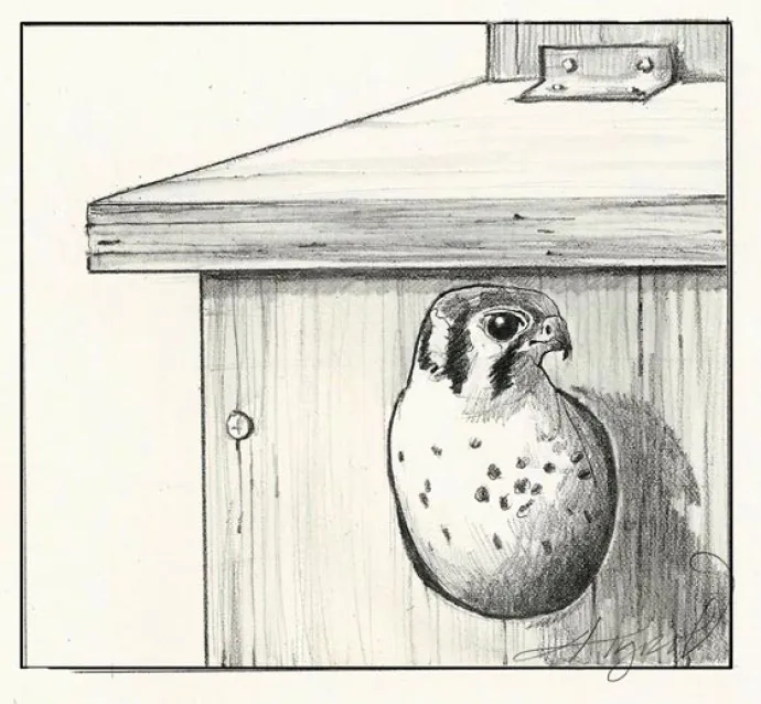 kestral_web.jpg