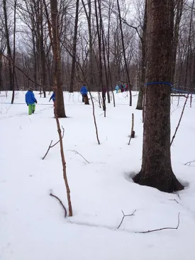 kids_sugar_bush.jpg thumbnail